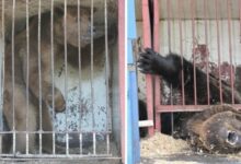 Photo of Великолепие цирковых представлений