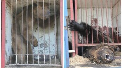 Photo of Великолепие цирковых представлений