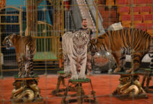 Photo of Цирковые звери: дрессировка и акробатика