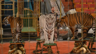 Photo of Цирковые звери: дрессировка и акробатика