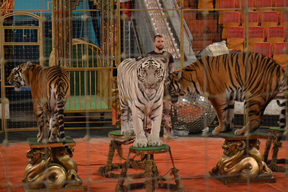 Фото 29 — Цирковые звери: дрессировка и акробатика