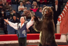 Photo of Захватывающие представления в цирке