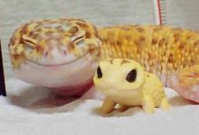 Photo of Заряд положительных эмоций