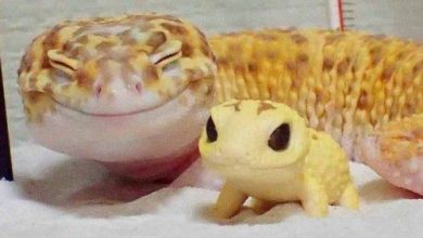 Photo of Заряд положительных эмоций