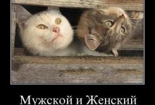 Photo of Юмористический взгляд на жизнь