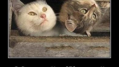 Photo of Юмористический взгляд на жизнь